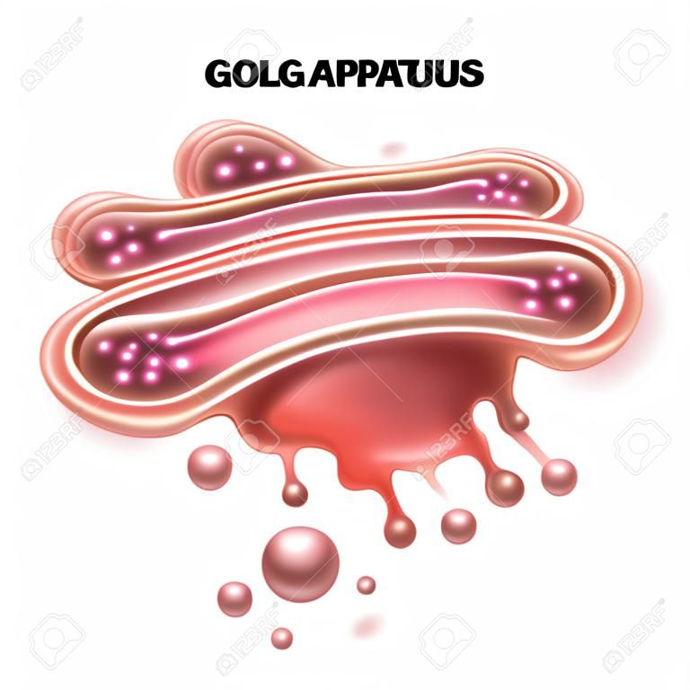 Golgi-készülék egy része az eukarióta sejtek. részletes illusztráció