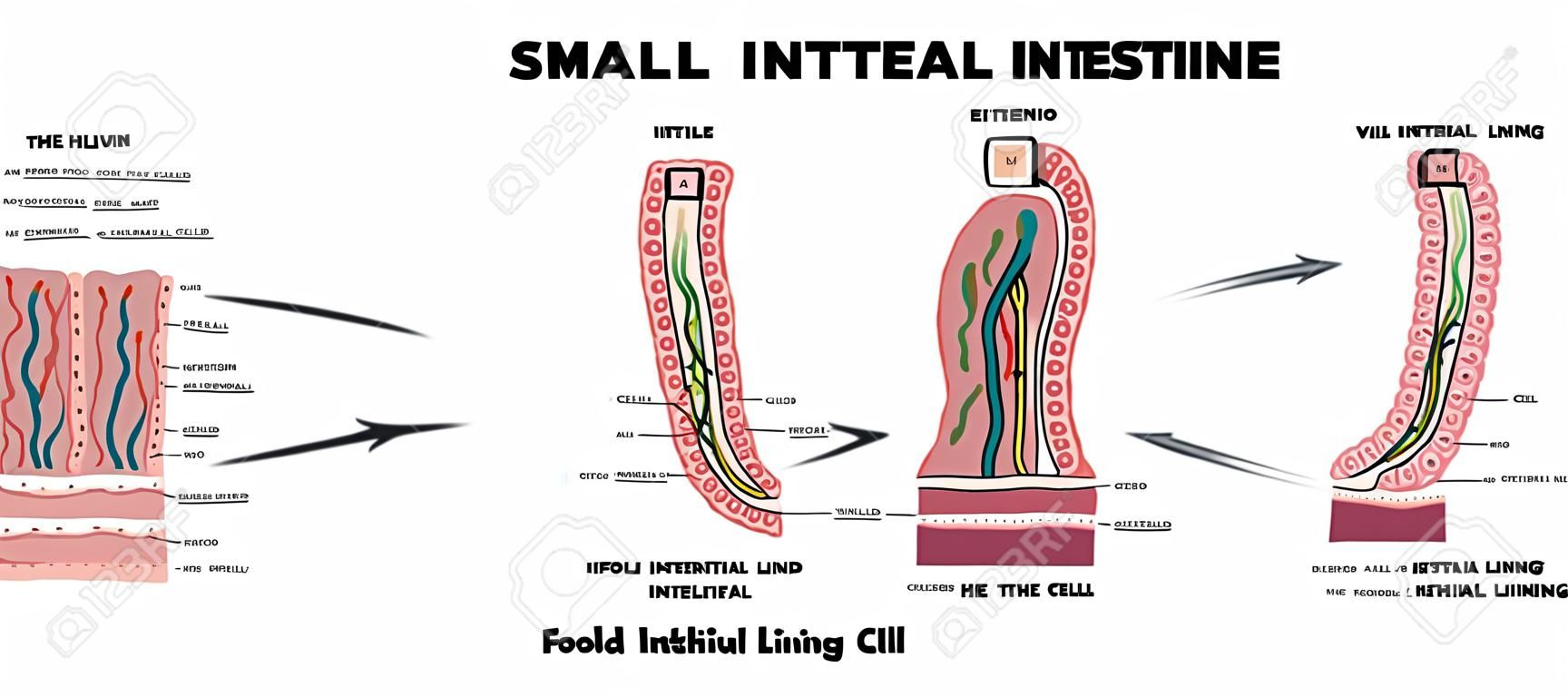 Small intestine lining anatomy, a fold of the intestinal lining, villi and epithelial cell with microvilli detailed illustrations.