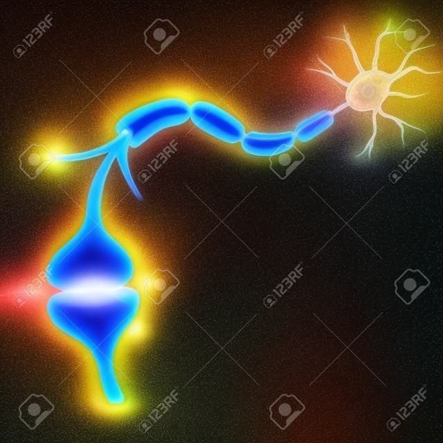 Neuron geeft signaal door aan een andere neuron.