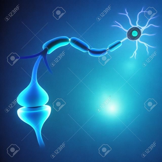 Neuron geeft signaal door aan een andere neuron.