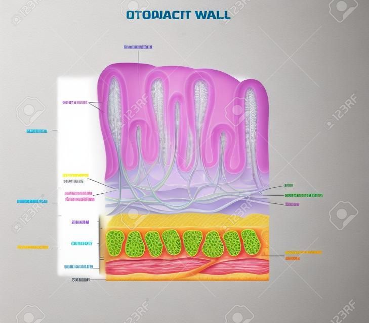 Camadas de parede de estômago anatomia detalhada, belo desenho colorido em um fundo branco