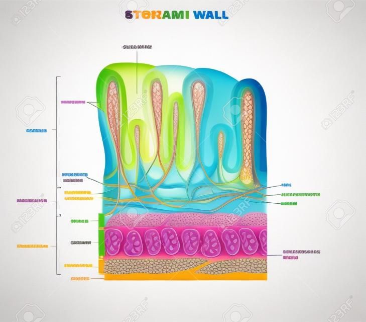 Stomach wall layers detailed anatomy, beautiful colorful drawing on a white background