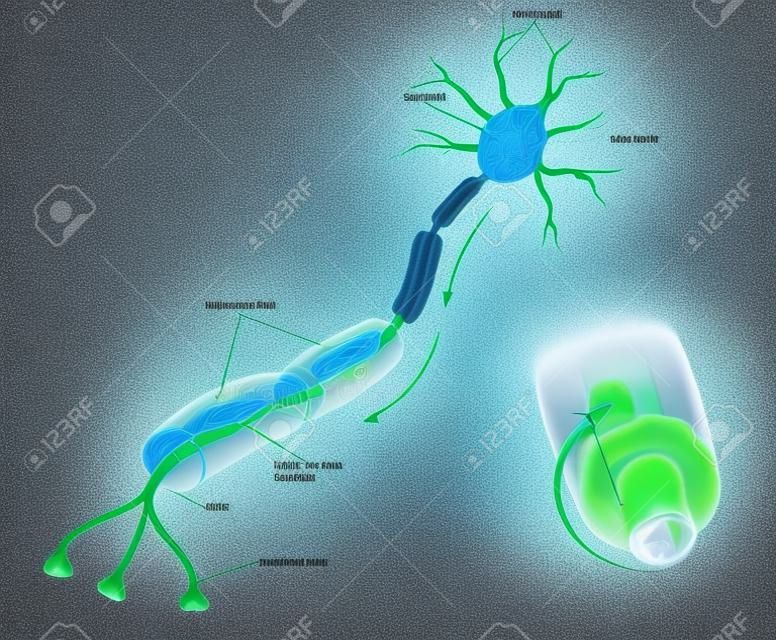 神經細胞的髓鞘化。髓鞘圍繞軸突特寫詳細解剖圖