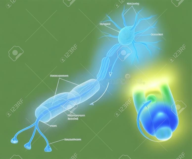 Mielinización de células nerviosas. Envoltura de mielina rodea el axón close-up ilustración anatomía detallada