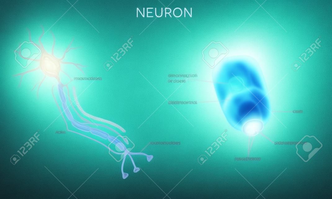 Cerca de las células nerviosas y vaina de mielina