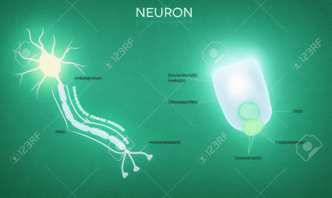Close up de célula nervosa e bainha de mielina