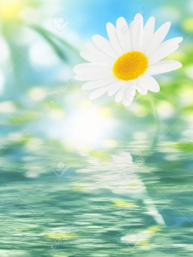 daisy flowers in summer with water reflection and copyspace