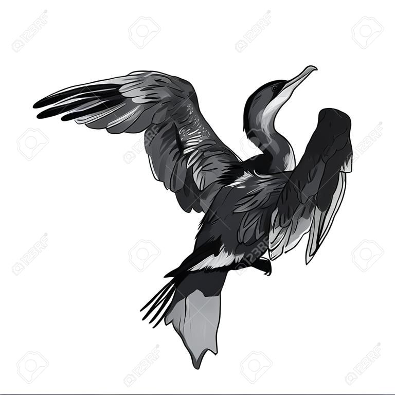 Drawing of Little cormorant bird hold on twig,vector illustration