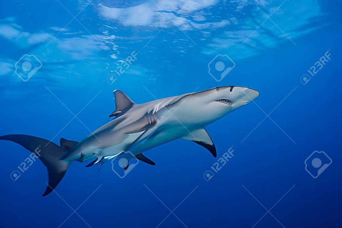 Grand requin-marteau autour des Bahamas à Bimini