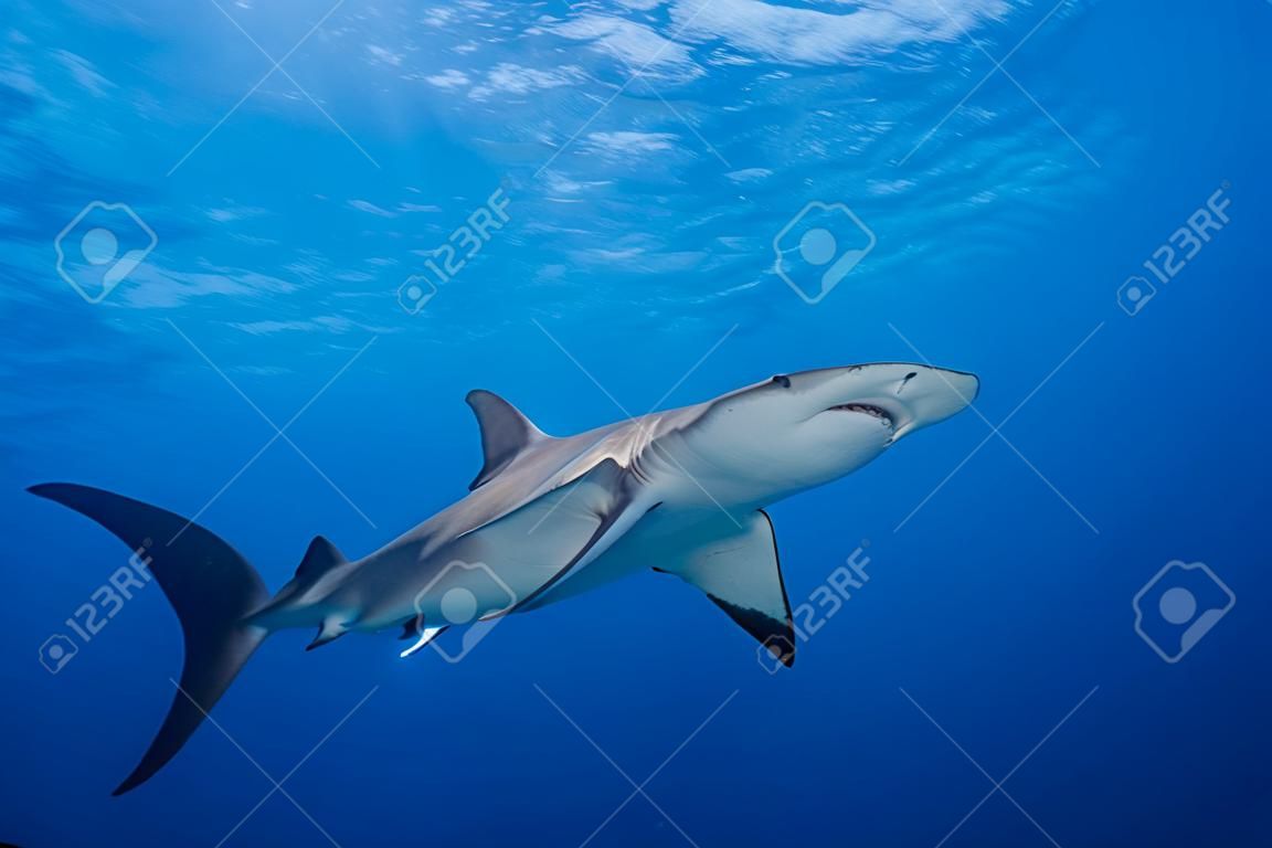Grand requin-marteau autour des Bahamas à Bimini
