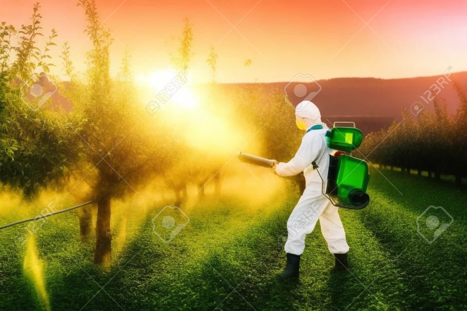 Un agriculteur à l'extérieur dans un verger au coucher du soleil, utilisant des pesticides chimiques.