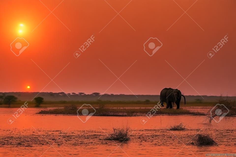 Słonie zauważone w Parku Narodowym Chobe w Botswanie