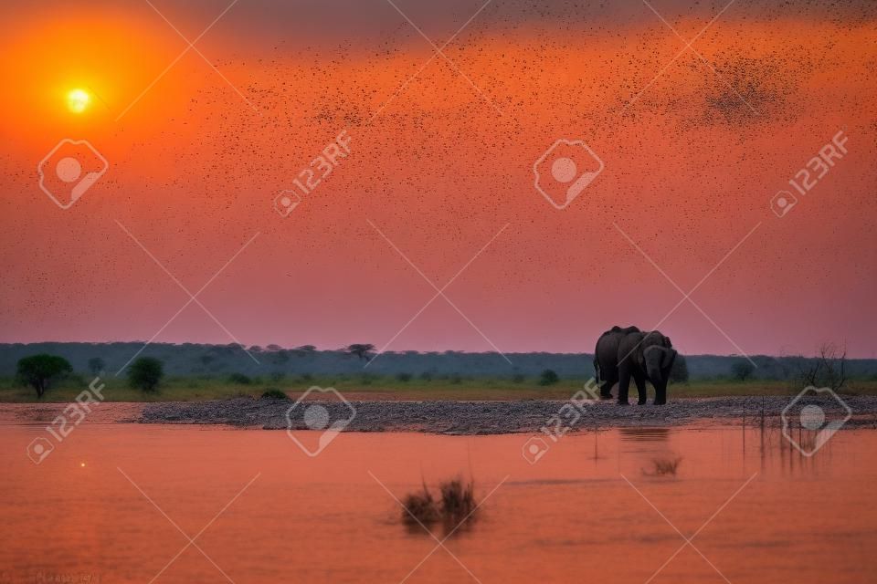 Słonie zauważone w Parku Narodowym Chobe w Botswanie