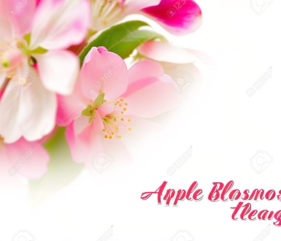 soft pink apple blossoms on white background.