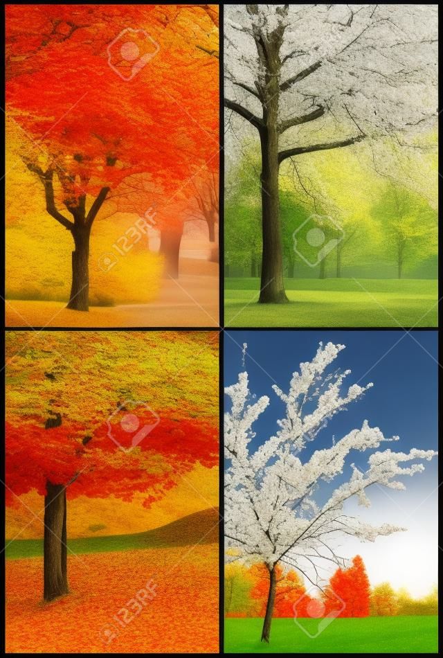 Vier seizoenen collage lente, zomer, herfst, winter