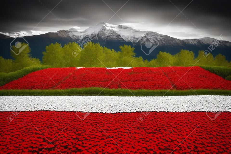 록키 산맥의 배경으로 빨간색과 흰색 베고니아 꽃에서 수행 캐나다 국기.