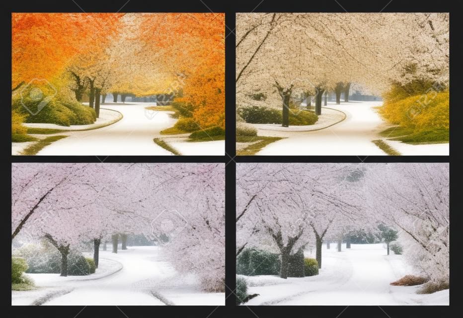 Spring, Summer, Fall and Winter. Four seasons photographed on the same street from the exact same location.