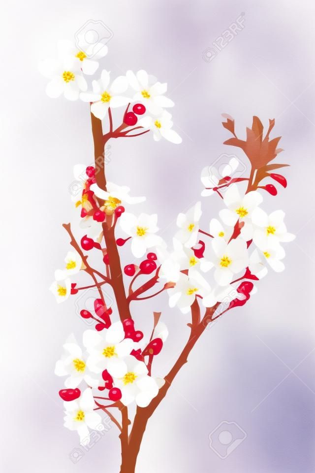 Cherry Plum Blossoms mirobálano o en el fondo blanco