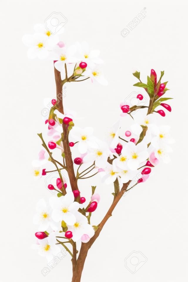 Cherry Plum oder Myrobalan Blüten auf weißem Hintergrund