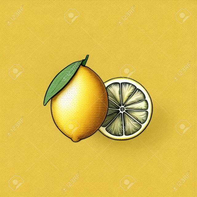 Lemon fruit hand drawn illustration clipart  icon