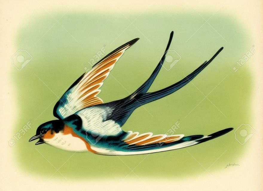 Vintage illustration of swallow