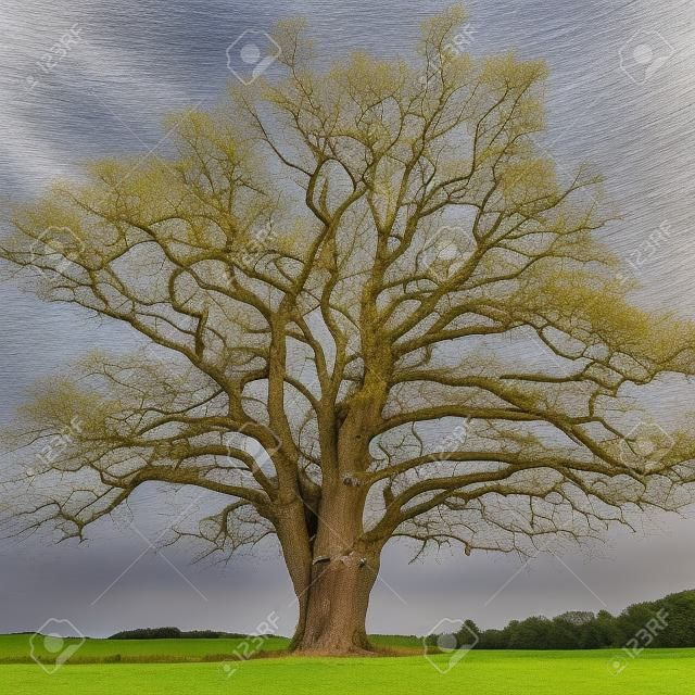 A big old oak in the Werra Valley at Herleshausen