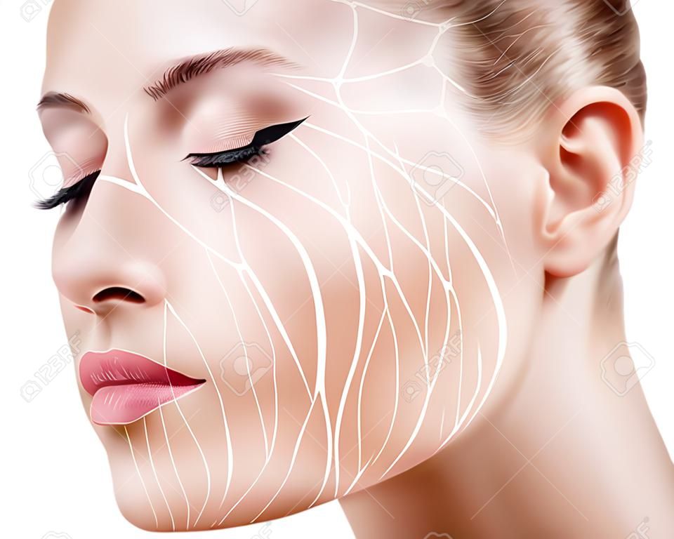 圖形線條顯示對皮膚的面部提升效果。