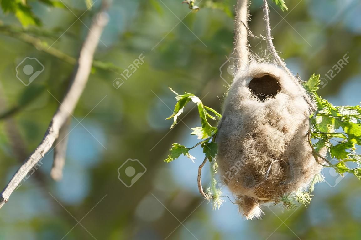 Nest of a Penduline tit (Remiz pendulinus) at spring in a nature reserve near Magdeburg in Germany