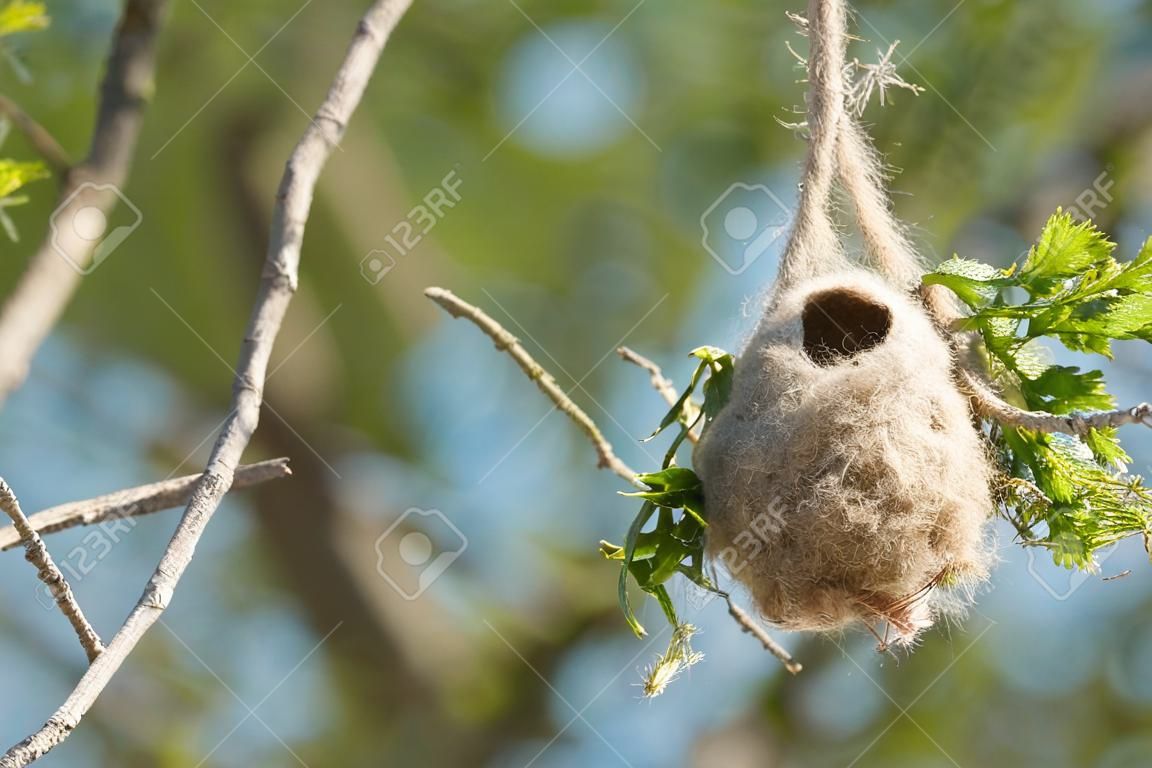 Nest of a Penduline tit (Remiz pendulinus) at spring in a nature reserve near Magdeburg in Germany