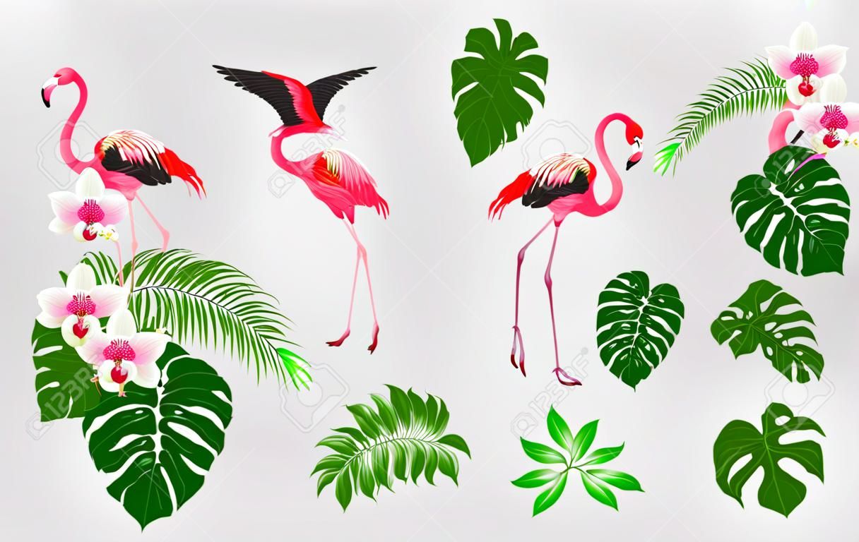Conjunto de elementos de diseño con plantas tropicales, hojas de palmera, monstruos, orquídeas y pájaros flamencos. Ilustración de vector de color.