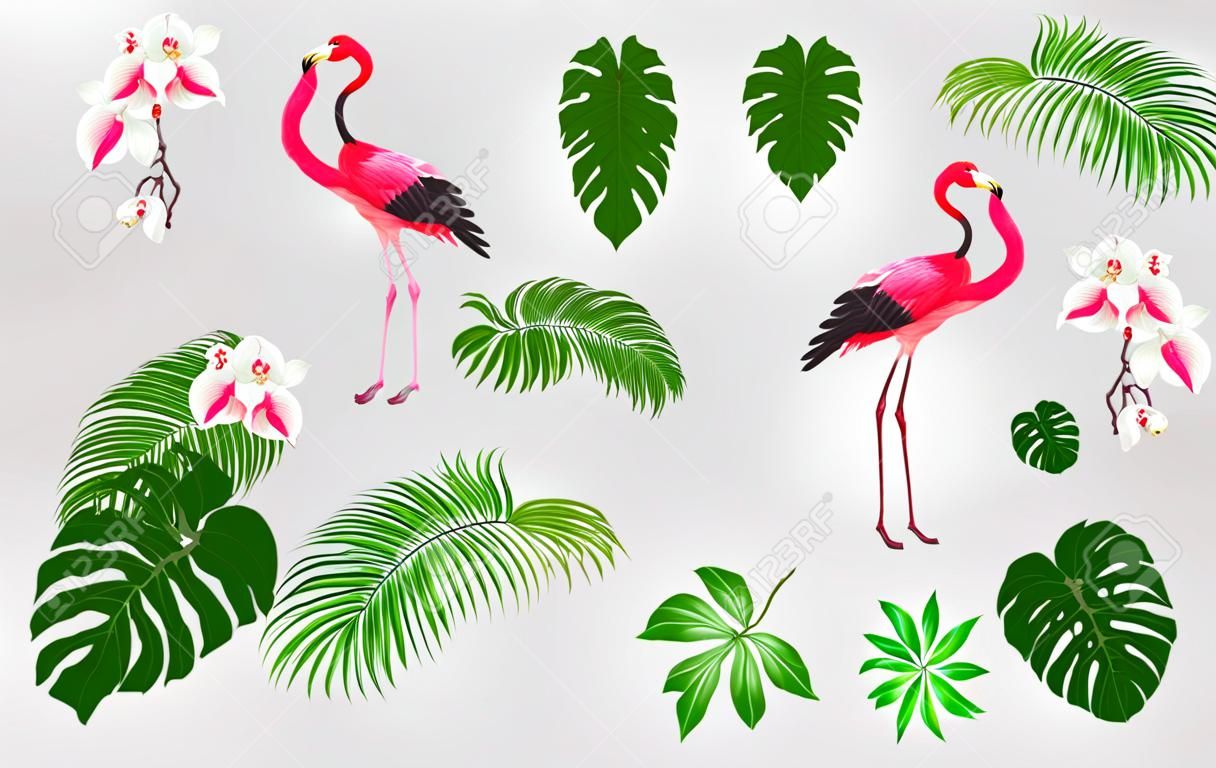 Conjunto de elementos de diseño con plantas tropicales, hojas de palmera, monstruos, orquídeas y pájaros flamencos. Ilustración de vector de color.