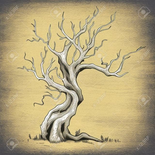 Набросал вручную иллюстрации старого кривого дерева. Сухая древесина, трут. Чернила эскиз лиственного дуба, изолированные на белом фоне. От руки линейной рисованной изображение ретро каракули графический стиль. Винтажное векторное дерево.