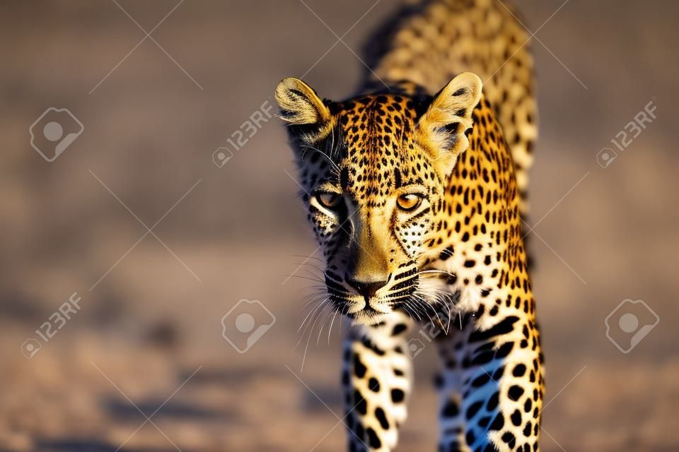 Leopardo em busca de presas na reserva de caça Sabi Sands na região de Greater Kruger, na África do Sul