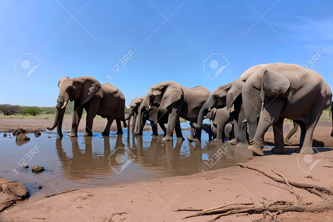 Gli elefanti che bevono visti da un angolo basso in una pozza d'acqua nella riserva di caccia di Mashatu nel blocco di Tuli in Botswana