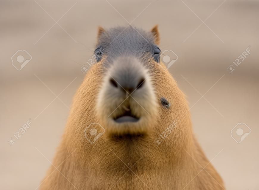 portrait of a young capybara