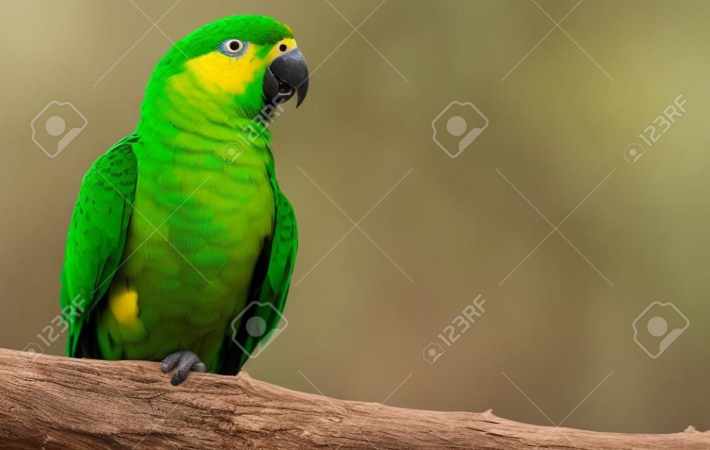 Close-up view of a Senegal Parrot  Poicephalus senegalus  with copy space