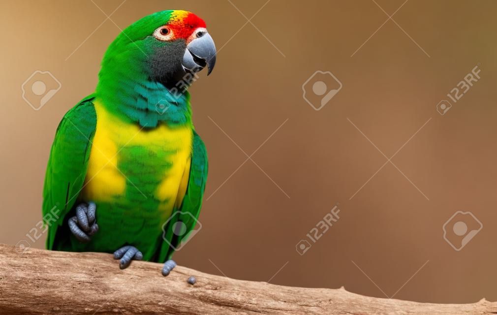Close-up view of a Senegal Parrot  Poicephalus senegalus  with copy space