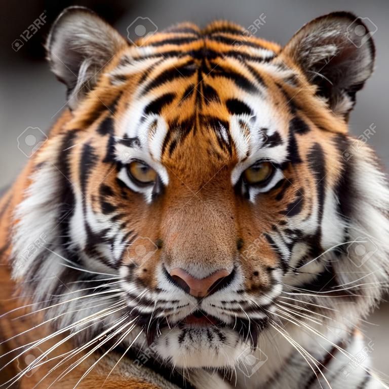 Vista frontal de um tigre siberiano (Panthera tigris altaica)