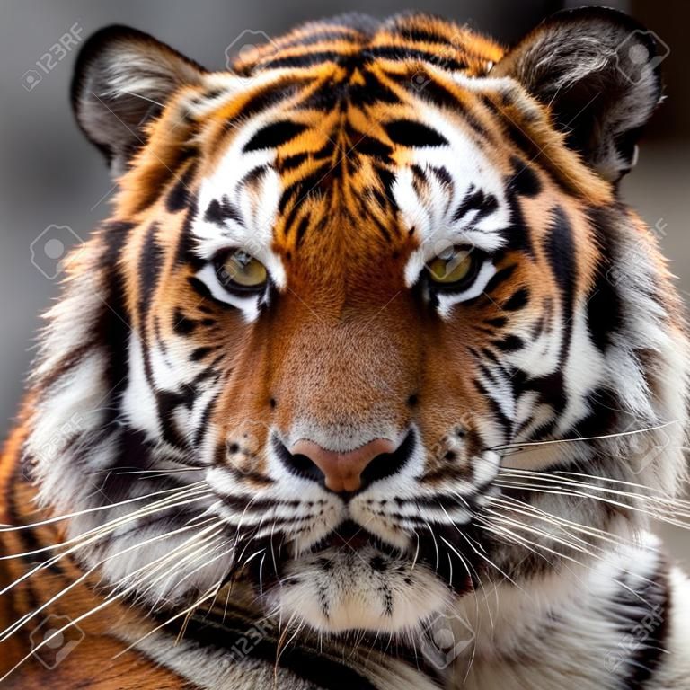 Vista frontal de um tigre siberiano (Panthera tigris altaica)