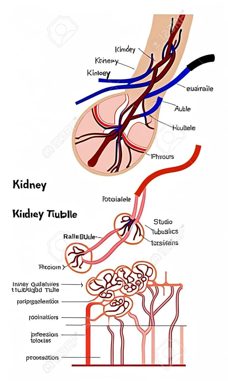 Anatomia del rene e del tubulo renale