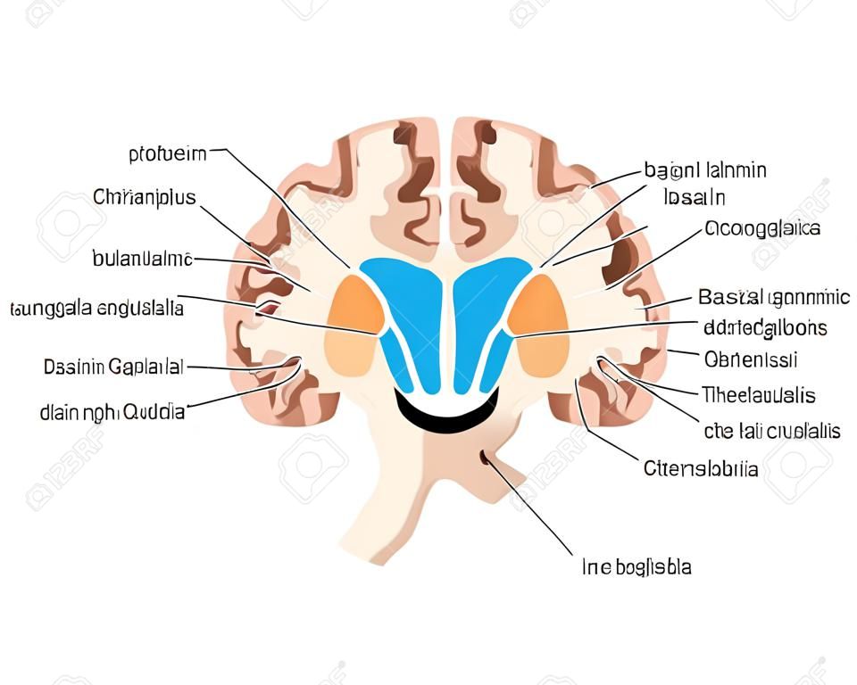 Dibujo del cerebro mostrando los ganglios basales abd núcleos talámicos