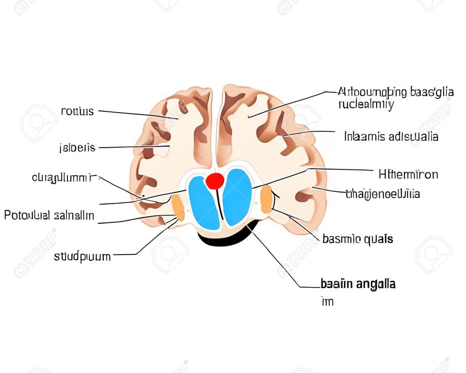 Dibujo del cerebro mostrando los ganglios basales abd núcleos talámicos