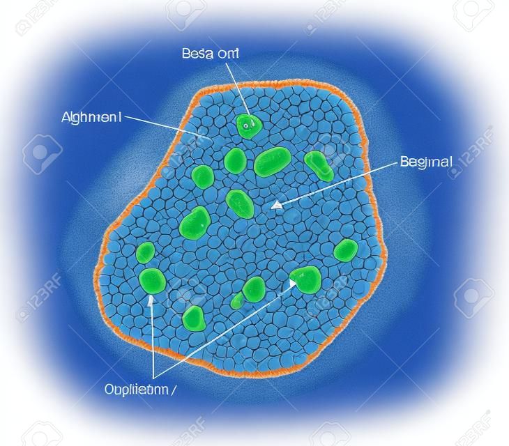 Czerpiąc z wysp trzustkowych Langerhansa, pokazując alfa, beta i delta komórki produkujące hormony