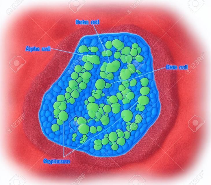 Czerpiąc z wysp trzustkowych Langerhansa, pokazując alfa, beta i delta komórki produkujące hormony