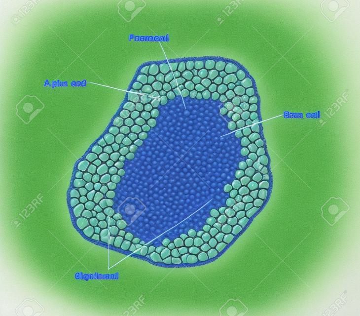 Drawing of a pancreatic islet of Langerhans, showing the alpha, beta, and delta hormone-producing cells