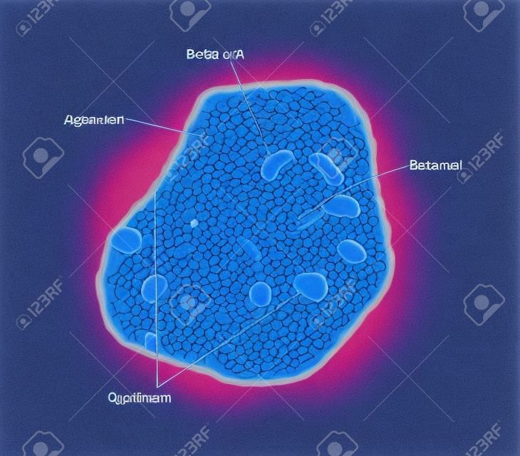 Drawing of a pancreatic islet of Langerhans, showing the alpha, beta, and delta hormone-producing cells