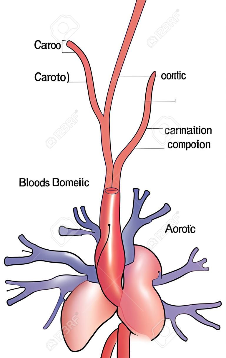 Drawing to show the positions and the anatomical relations of the carotid and aortic bodies, used as blood composition sensors