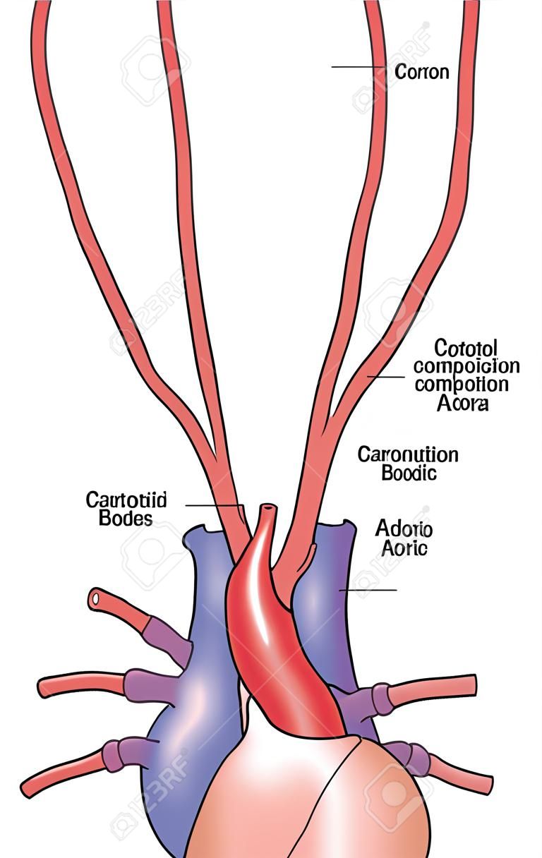Drawing to show the positions and the anatomical relations of the carotid and aortic bodies, used as blood composition sensors