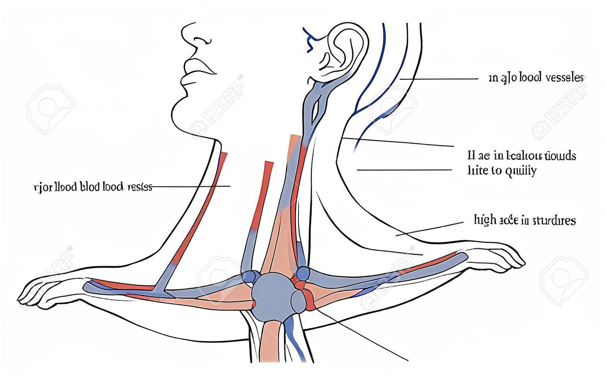 Mutató rajz nagyobb erek a nyakon kapcsolatban egyéb szerkezetek