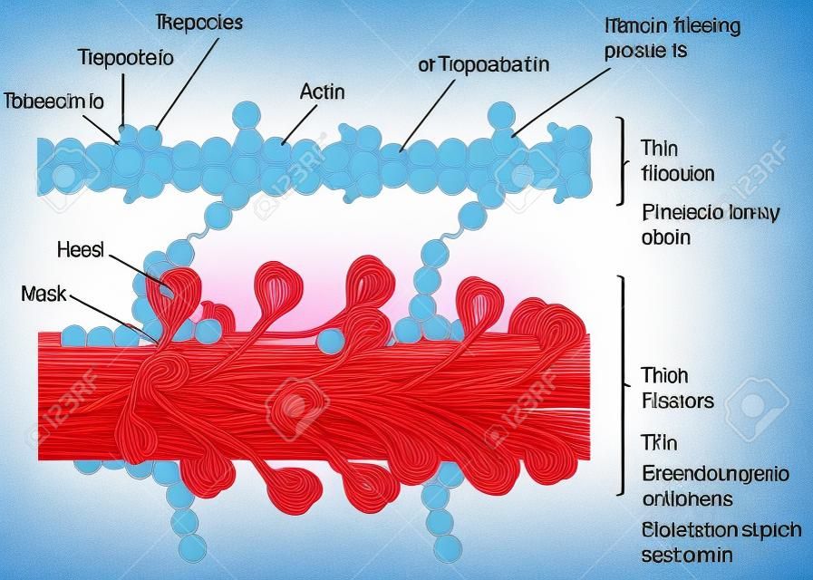 肌组织显示肌动蛋白和肌球蛋白肌钙蛋白复合细丝和细丝